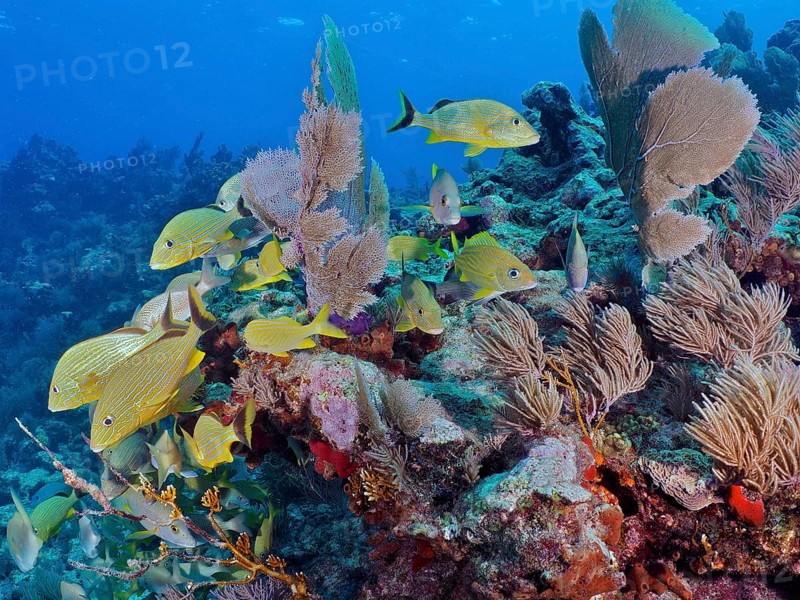 Many yellow bluestriped grunts (Haemulon sciurus) swim through a colourful reef in clear water. Dive site John Pennekamp Coral Reef State Park, Key Largo, Florida Keys, Florida, USA