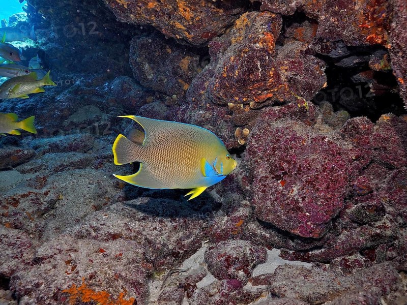 A colourful Bermuda angelfish (Holacanthus bermudensis) with bright blue and yellow colours next to rocks. Dive site John Pennekamp Coral Reef State Park, Key Largo, Florida Keys, Florida