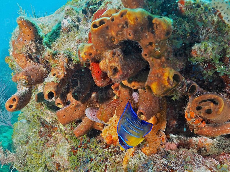 Living sponges, Brown tube sponge (Agelas conifera), with colourful fish inhabiting the reefs. Dive site John Pennekamp Coral Reef State Park, Key Largo, Florida Keys, Florida