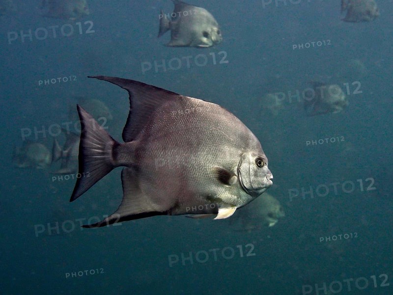 A grey Atlantic spadefish (Chaetodipterus faber) swims in a dark blue ocean. Dive site Amber Jack, Destin, Panhandle, Gulf of Mexico, Florida, USA