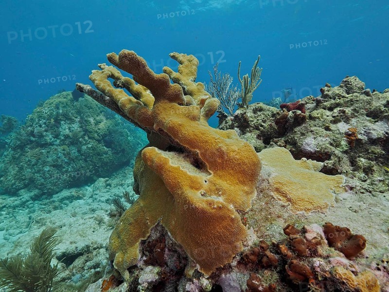 A yellowish elkhorn coral (Acropora palmata) rises from a rocky reef. Dive site John Pennekamp Coral Reef State Park, Key Largo, Florida Keys, Florida
