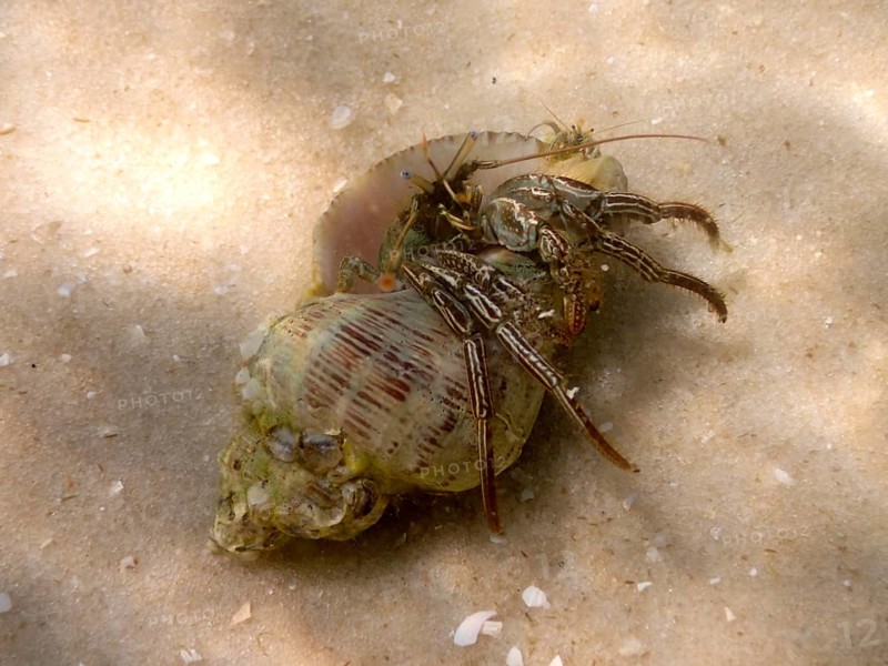 A hermit crab (Pagurus) crawls across a sandy seabed. Dive site John Pennekamp Coral Reef State Park, Key Largo, Florida Keys, Florida, USA