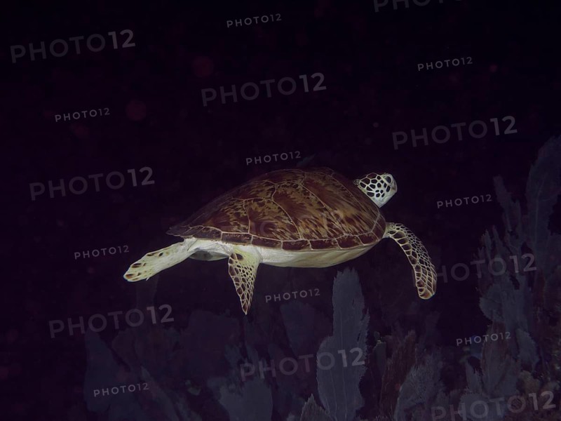 A Hawksbill sea turtle (Eretmochelys imbricata imbricata) swims in a dark marine environment. Dive site John Pennekamp Coral Reef State Park, Key Largo, Florida Keys, Florida, USA