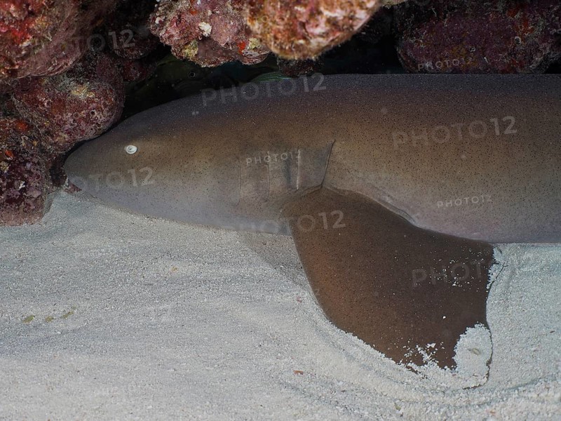 An Atlantic nurse shark (Ginglymostoma cirratum) rests on the seabed. Dive site John Pennekamp Coral Reef State Park, Key Largo, Florida Keys, Florida, USA