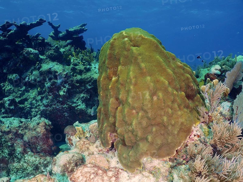 Large coral block, mountain star coral (Orbicella faveolata), in a calm underwater landscape. Dive site John Pennekamp Coral Reef State Park, Key Largo, Florida Keys, Florida, USA