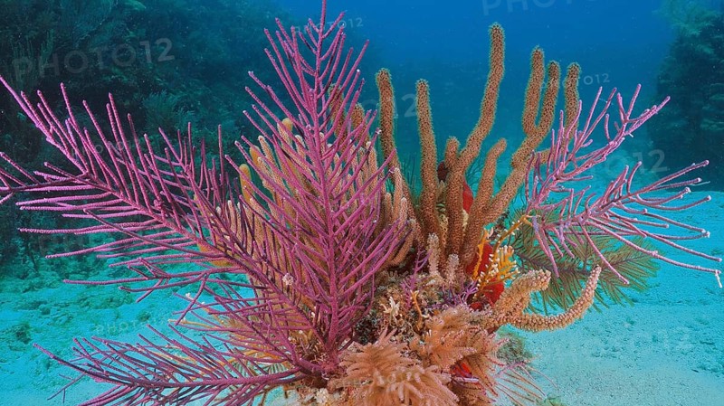 Lively, colourful coral formation with American gorgonian (Antillogorgia americana) under water with blue background. Dive site John Pennekamp Coral Reef State Park, Key Largo, Florida Keys, Florida, USA