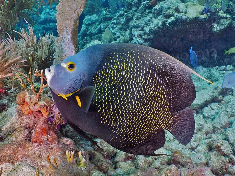 A magnificent French angelfish (Pomacanthus paru) in the colourful coral reef. Dive site John Pennekamp Coral Reef State Park, Key Largo, Florida Keys, Florida, USA