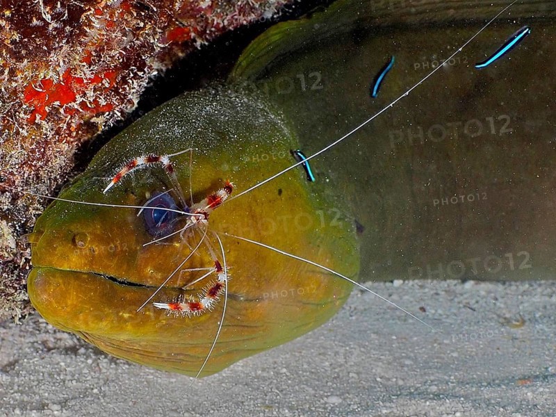 Green moray (Gymnothorax funebris) relaxes while cleaner shrimp, Banded Coral Shrimp (Stenopus hispidus), and cleaner fish, Neon Goby (Elacatinus oceanops), groom them underwater. Dive site John Pennekamp Coral Reef State Park, Key Largo, Florida Keys, Florida, USA