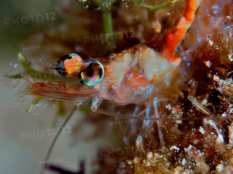 Close-up of a shrimp, Caribbean velvet shrimp (Metapenaeopsis goodei) with brightly coloured eyes and long antennae. Dive site John Pennekamp Coral Reef State Park, Key Largo, Florida Keys, Florida, USA