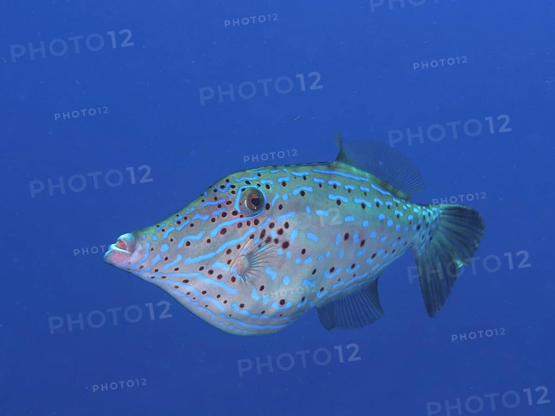 A spotted fish with unique patterns, script filefish (Aluterus scriptus), swims in the deep blue water. Dive site John Pennekamp Coral Reef State Park, Key Largo, Florida Keys, Florida, USA