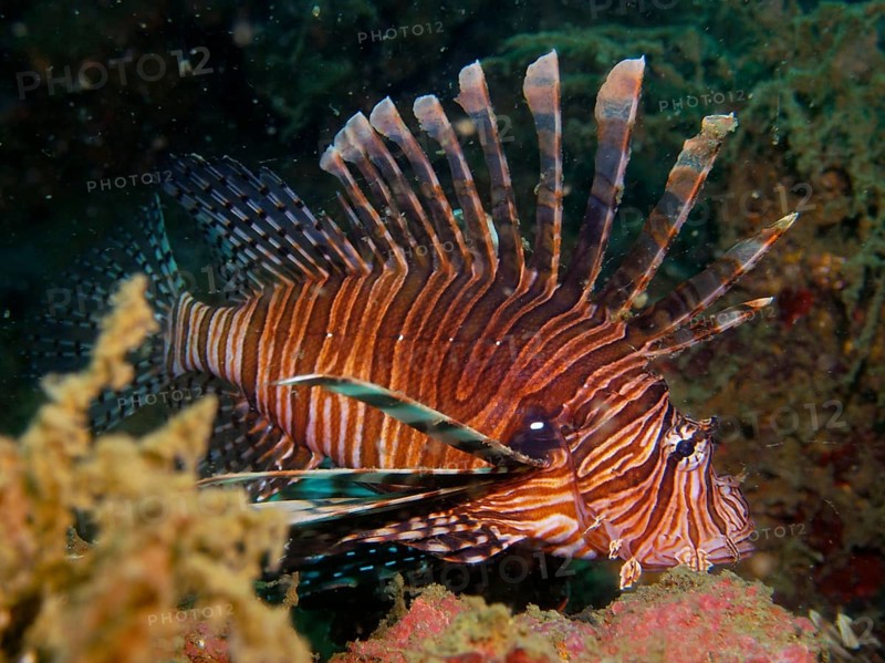 A Pacific red lionfish (Pterois volitans) with distinctive stripes, invasive species, swimming among corals. Dive site Rolex Reef, Destin, Panhandle, Gulf of Mexico, Florida, USA