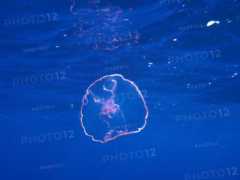 A translucent pink moon jellyfish (Aurelia aurita) floats close to the surface. Dive site John Pennekamp Coral Reef State Park, Key Largo, Florida Keys, Florida, USA
