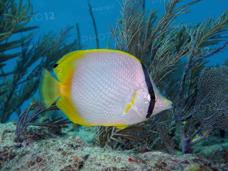 A yellow fish with black markings, Spotfin butterflyfish (Chaetodon ocellatus), swims past soft corals. Dive site John Pennekamp Coral Reef State Park, Key Largo, Florida Keys, Florida, USA