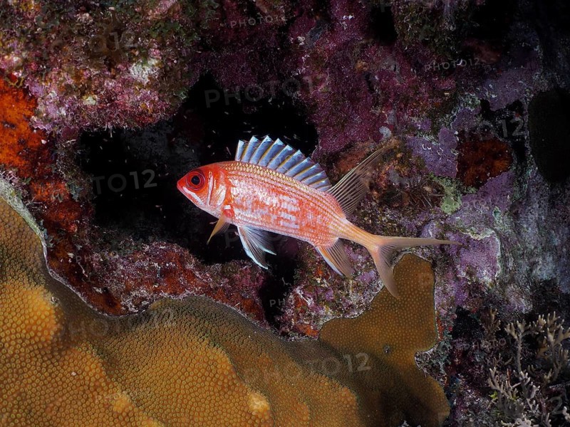 A red longspine hussar (Holocentrus rufus) swims in a coral reef full of colours and shapes. Dive site John Pennekamp Coral Reef State Park, Key Largo, Florida Keys, Florida, USA