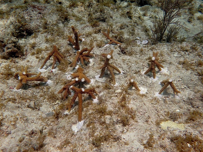 Coral cultivation. Young coral plants are anchored to the seabed and grow underwater. Staghorn coral (Acropora cervicornis) grown on a rack, which has been cut into pieces and glued to the reef and will grow into a magnificent coral stock within a few months. The aim is to grow corals that can withstand the higher water temperatures. Dive site Nursery, Tavernier, Florida Keys, Florida, USA