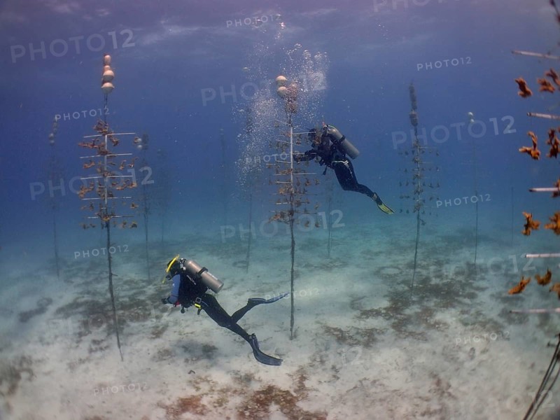 Coral cultivation. Two divers work on planting corals underwater in the ocean. The aim is to grow corals that can withstand the higher water temperatures. Dive site Nursery, Tavernier, Florida Keys, Florida, USA