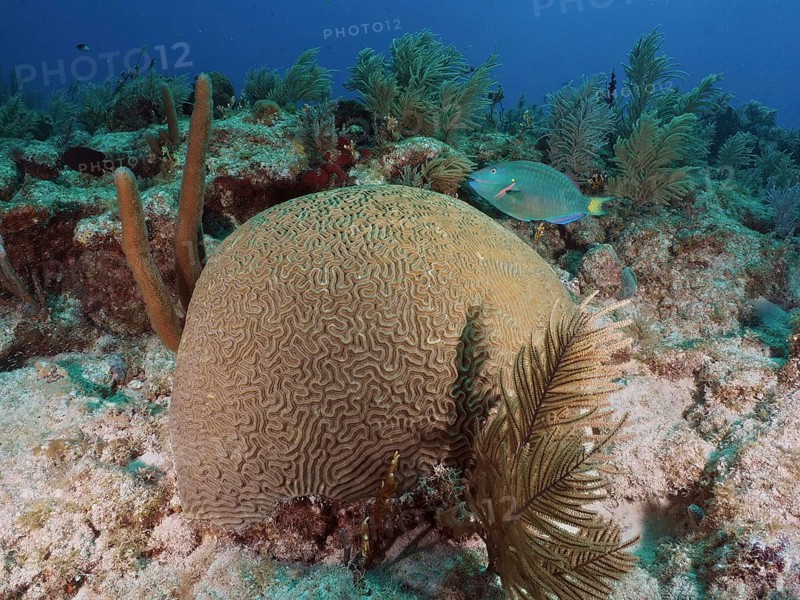 Large brain coral, brain coral (Diploria labyrinthiformis), with a blue fish in a colourful underwater world. Dive site John Pennekamp Coral Reef State Park, Key Largo, Florida Keys, Florida, USA