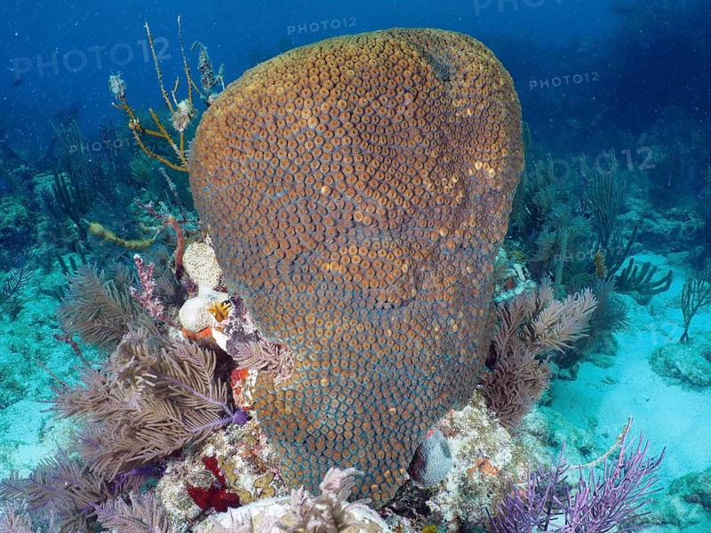 A large stony coral (Montastraea cavernosa) towers impressively in the coral reef. Dive site John Pennekamp Coral Reef State Park, Key Largo, Florida Keys, Florida, USA