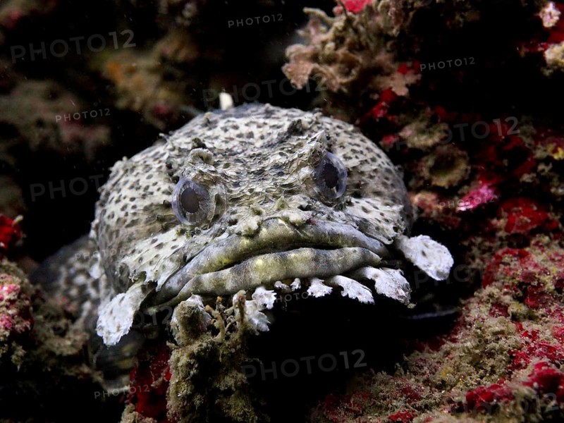 A spotted fish Gulf toadfish (Opsanus beta) between rocks. Dive site Anna's Reef, Destin, Panhandle, Gulf of Mexico, Florida, USA