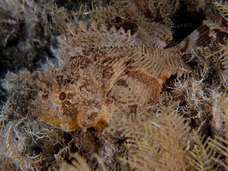 A Feathered Black scorpionfish (Scorpaena grandicornis), Scorpaena, hides in the brown seagrass. Dive site Blue Heron Bridge, Phil Foster Park, Riviera Beach, Florida, USA