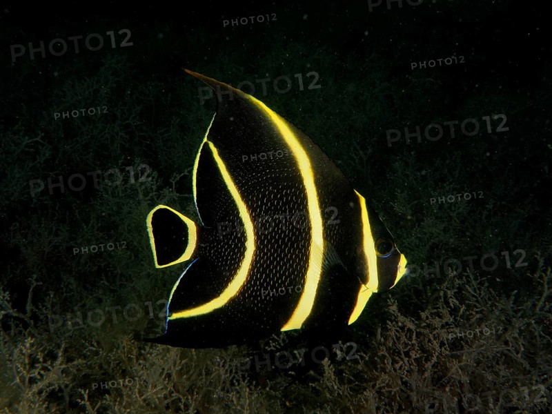 A black and yellow juvenile French angelfish (Pomacanthus paru) in the dark water. Dive site Blue Heron Bridge, Phil Foster Park, Riviera Beach, Florida, USA