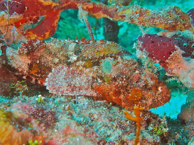 A perfectly camouflaged stonefish Banded scorpionfish (Scorpaena plumieri) in its environment. Dive site John Pennekamp Coral Reef State Park, Key Largo, Florida Keys, Florida, USA