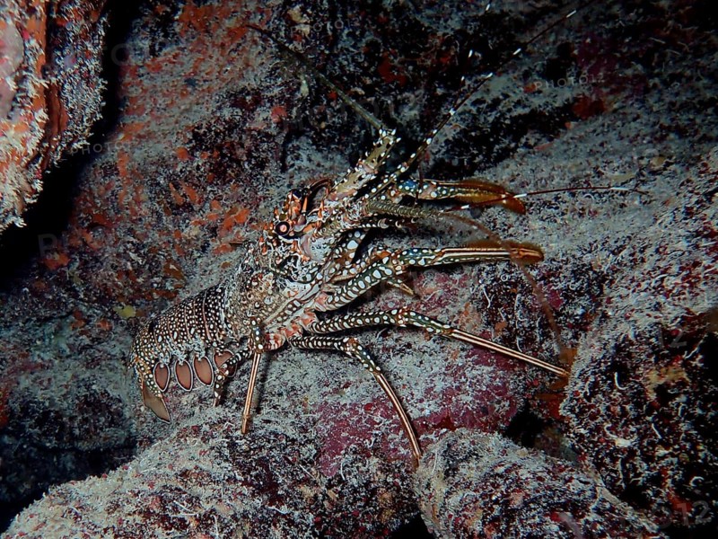 A camouflaged spotted crayfish (Panulirus guttatus) between rocks in the underwater habitat. Dive site John Pennekamp Coral Reef State Park, Key Largo, Florida Keys, Florida, USA