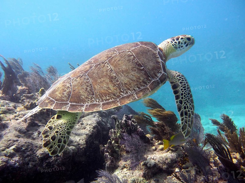 A Hawksbill sea turtle (Eretmochelys imbricata imbricata) swims over a coral reef. Dive site John Pennekamp Coral Reef State Park, Key Largo, Florida Keys, Florida, USA