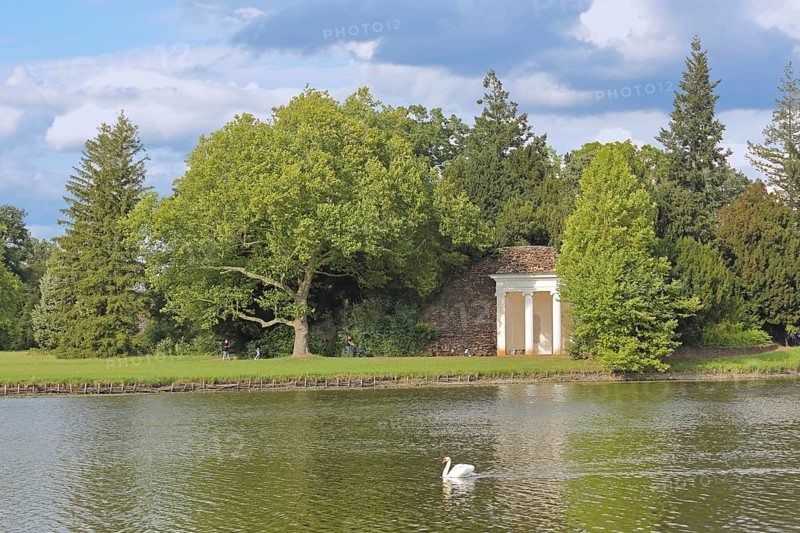 Classicist temple on the shore of Lake Wörlitz, mute swan, swimming, landscape, UNESCO, landscape park, Dessau-Wörlitz Garden Kingdom, Wörlitz, Saxony-Anhalt, Germany