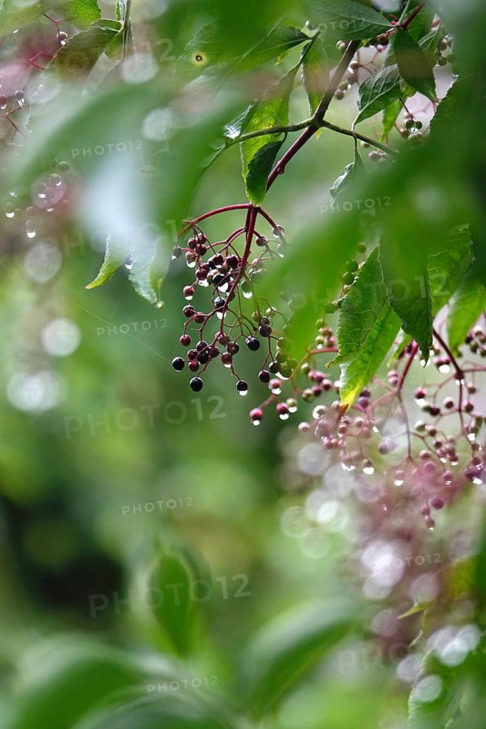 Elderberries (Sambucus nigra) after a rain, summer, Germany
