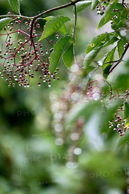 Elderberries (Sambucus nigra) after a rain, summer, Germany