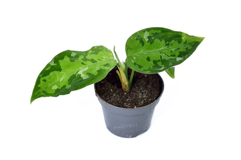 Small Aglaonema pictum tricolor houseplant with camouflage patterned leaves with dark green, light green and silvery spots on white background