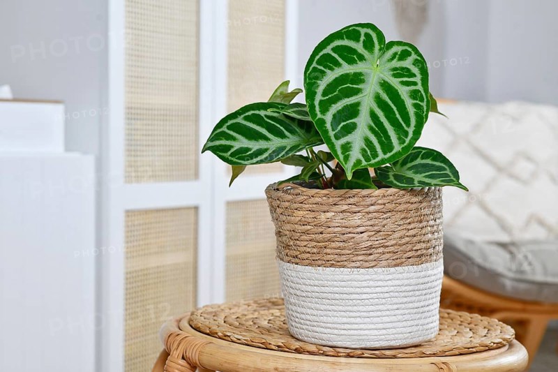 Small potted exotic 'Silver Blush Anthurium Crystallinum' houseplant with beautiful lace pattern on leaves in living room