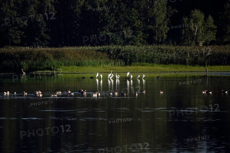 Great White Egret, Lusatian Pond Landscape, Summer, Saxony, Germany