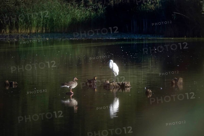 Great White Egret, Cormorant and Greylag Goose, Lusatian Pond Landscape, Summer, Saxony, Germany