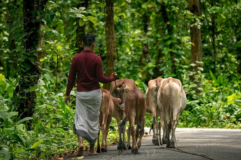 A shepherd walking cattle down a forest road, surrounded by nature, Dhaka, Bangladesh