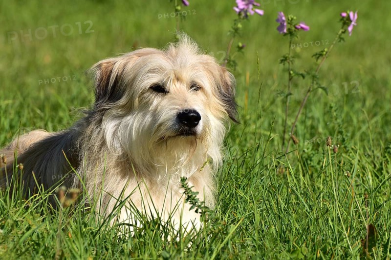Portrait of a light-coloured mixed-breed dog with long fur from animal welfare lying in a meadow with mallow in the background, Rhineland-Palatinate, Germany