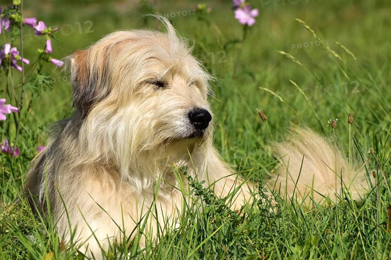 Portrait of a light-coloured mixed-breed dog with long fur from animal welfare lying in a meadow with mallow in the background, Rhineland-Palatinate, Germany