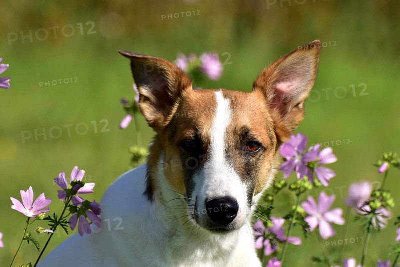 Portrait of a pied mixed-breed dog with short fur and very large ears from animal welfare in front of a background of grass and mallow, Rhineland-Palatinate, Germany