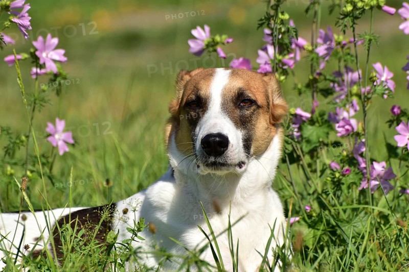 Portrait of a pied mixed-breed dog with short fur from animal welfare in front of a background of grass and mallow, Rhineland-Palatinate, Germany