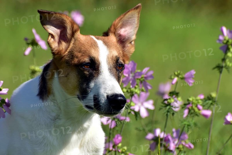 Portrait of a pied mixed-breed dog with short fur and very large ears from animal welfare in front of a background of grass and mallow, Rhineland-Palatinate, Germany