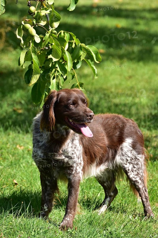 Portrait of a male dog of the Small Munsterlander breed against a green background, Rhineland-Palatinate, Germany