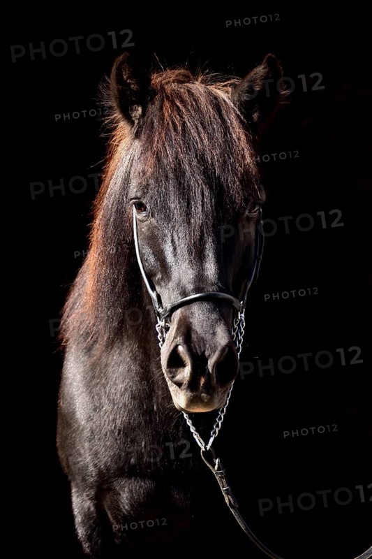 Portrait of an old black Icelandic gelding with show halter in front of a dark background, Rhineland-Palatinate, Germany