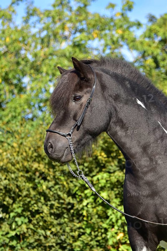 Portrait of a black piebald Icelandic gelding with show halter in front of a green background, Rhineland-Palatinate, Germany
