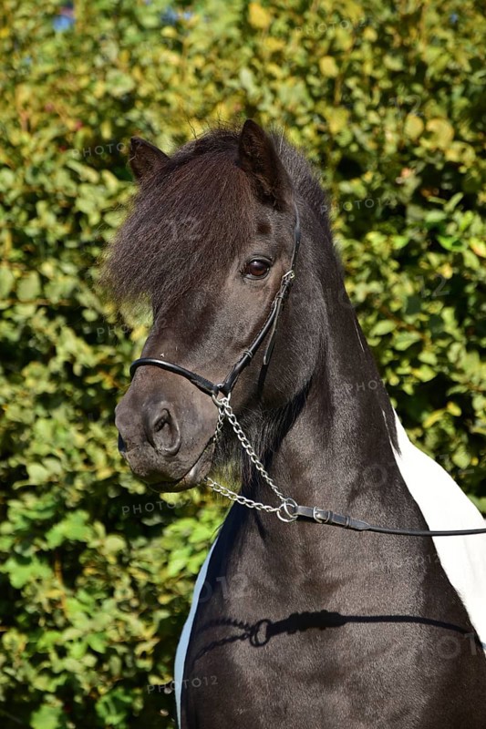 Portrait of a black piebald Icelandic gelding with show halter in front of a green background, Rhineland-Palatinate, Germany