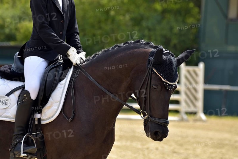 Close-up of a horse's head and neck with braided mane during a dressage competition at a horse show, Rhineland-Palatinate, Germany