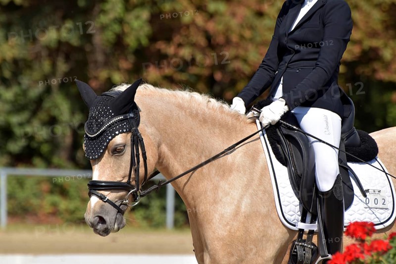 Close-up of horse and rider with the typical floral decoration at a dressage competition at a horse show, Rhineland-Palatinate, Germany