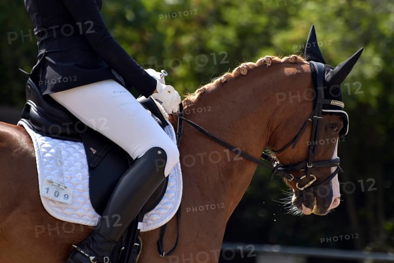 Close-up of horse's head and neck in profile with braided mane during a dressage competition at a horse show, Rhineland-Palatinate, Germany