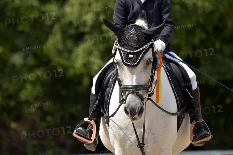 Close-up of a dressage competition at a horse show with typical equipment of rider and horse and a winner's ribbon, Rhineland-Palatinate, Germany