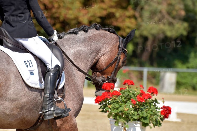Close-up of horse and rider with the typical floral decoration at a dressage competition at a horse show, Rhineland-Palatinate, Germany